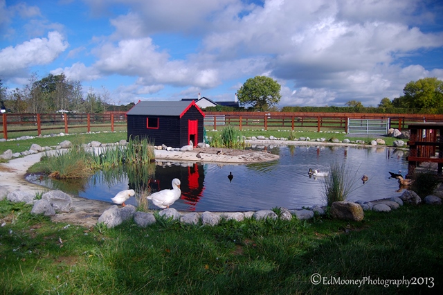 Kildare Farm 11
